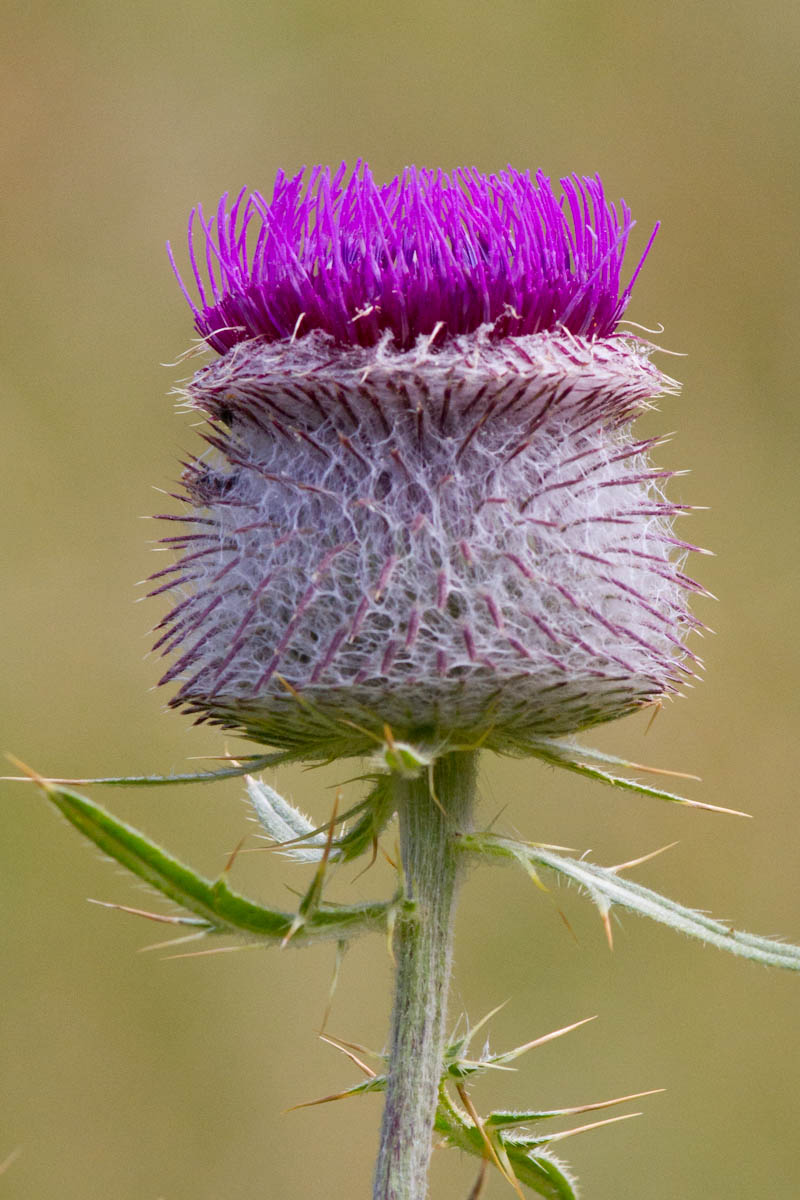 Cirsium eriophorum / Cardo scardaccio